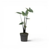 Alocasia zebrina Black Stem im Topf mit schwarzen Blattstielen und pfeilförmigen Blättern vor weißem Hintergrund
