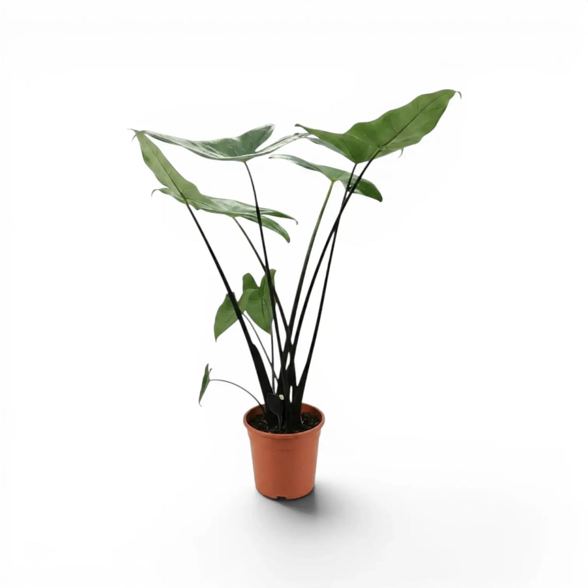 Alocasia zebrina Black Stem im Topf mit schwarzen Blattstielen und pfeilförmigen Blättern vor weißem Hintergrund