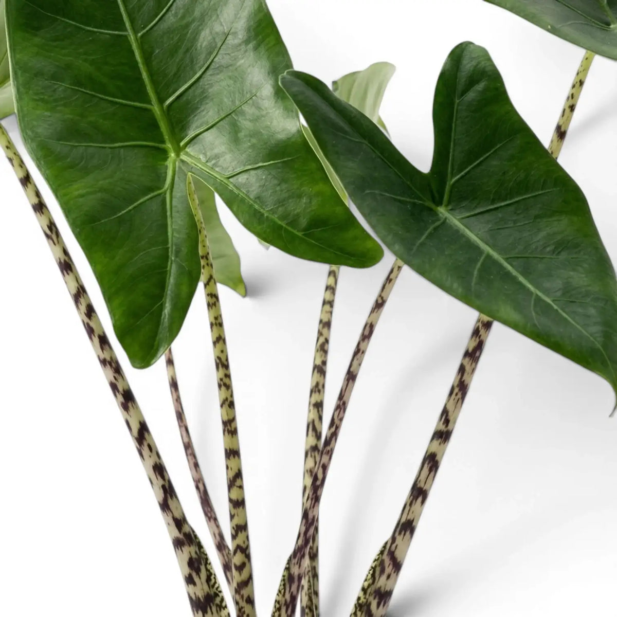 Nahaufnahme grüner Blätter mit gestreiften Blattstielen von Alocasia zebrina vor weißem Hintergrund