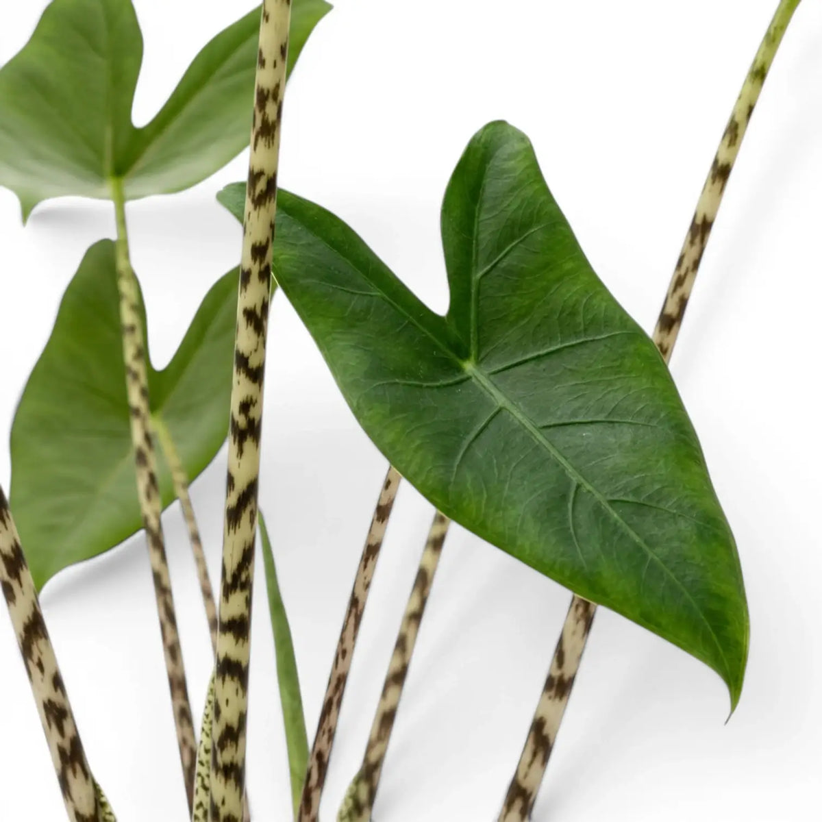 Nahaufnahme grüner Blätter mit gestreiften Blattstielen von Alocasia zebrina vor weißem Hintergrund