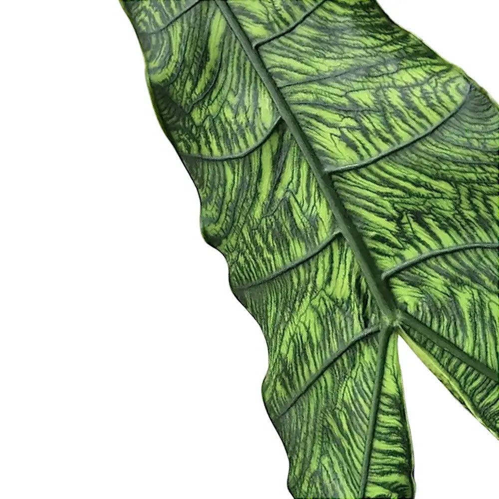 Alocasia zebrina 'Reticulata' leaf detail on white background.