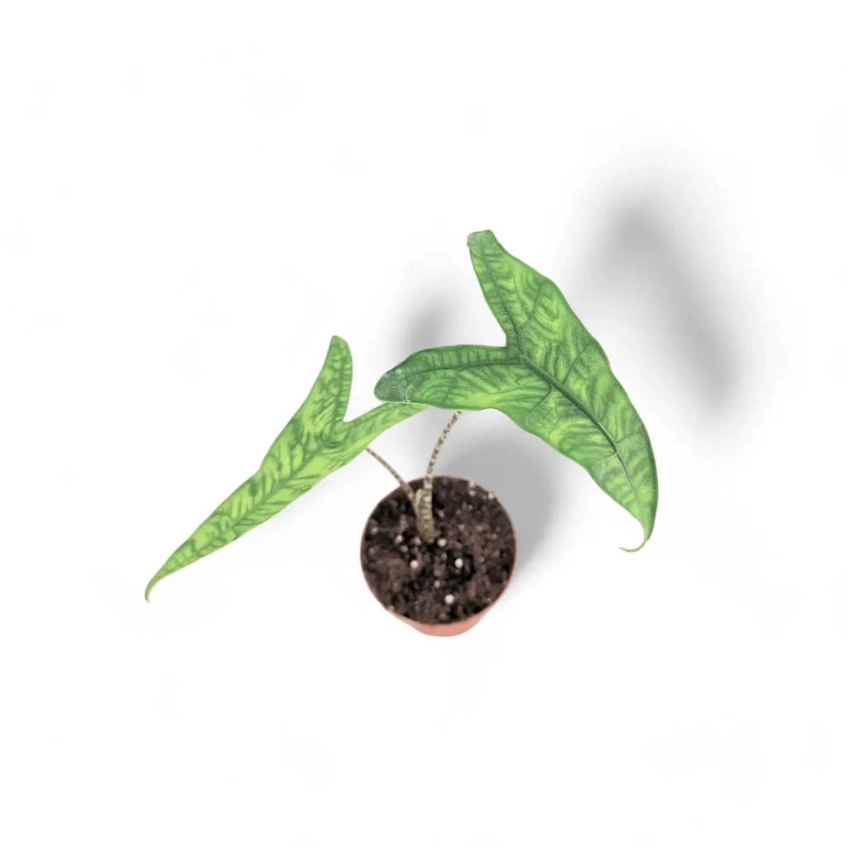 Alocasia zebrina 'Reticulata' potted plant in nursery pot on white background.