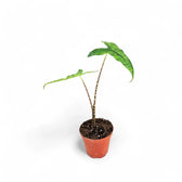 Alocasia zebrina 'Reticulata' potted plant in nursery pot on white background.