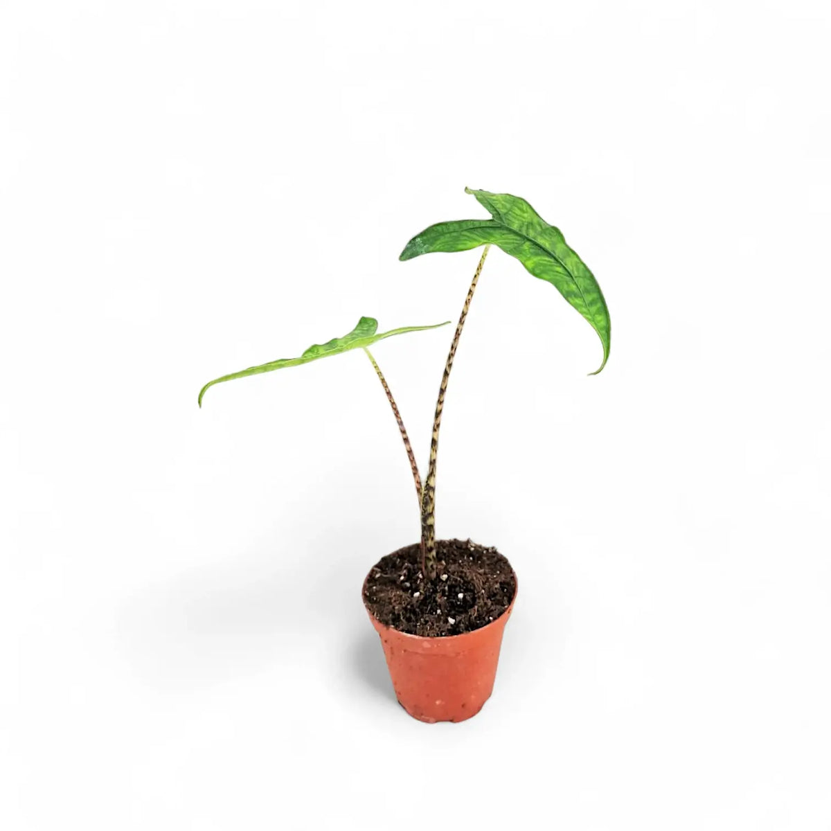 Alocasia zebrina 'Reticulata' potted plant in nursery pot on white background.