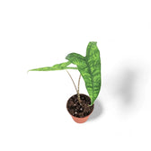 Alocasia zebrina 'Reticulata' potted plant in nursery pot on white background.