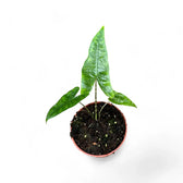 Alocasia zebrina 'Reticulata' potted plant in nursery pot on white background.