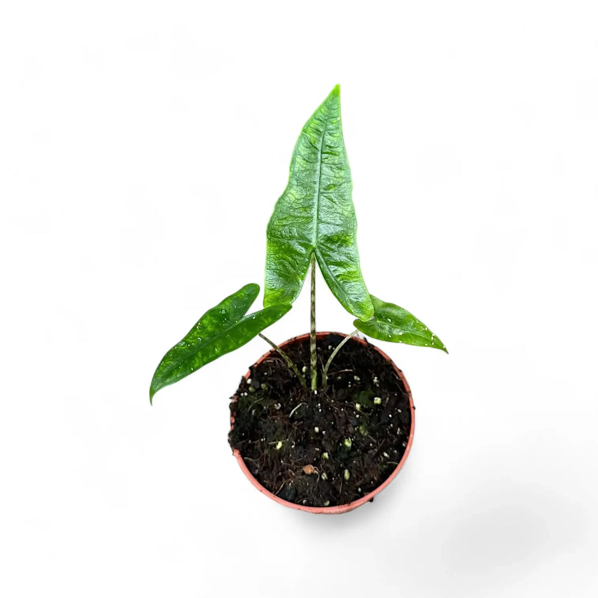 Alocasia zebrina 'Reticulata' potted plant in nursery pot on white background.