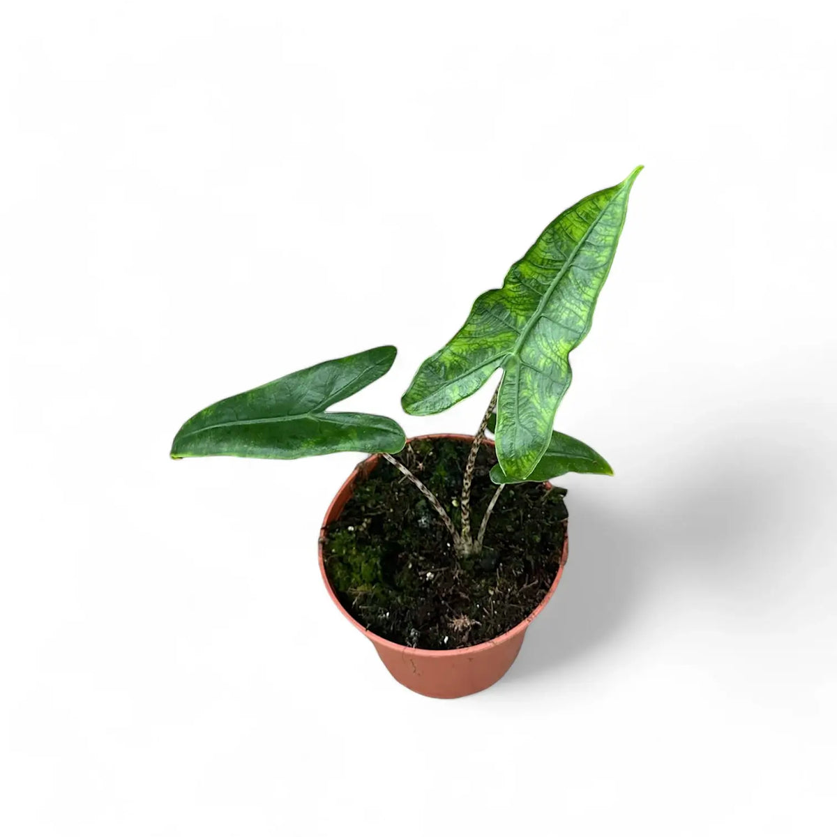 Alocasia zebrina 'Reticulata' potted plant in nursery pot on white background.