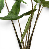 Nahaufnahme gemusterter Blattstiele und dunkelgrüner, pfeilförmiger Blätter von Alocasia zebrina Tigrina Superba vor weißem Hintergrund