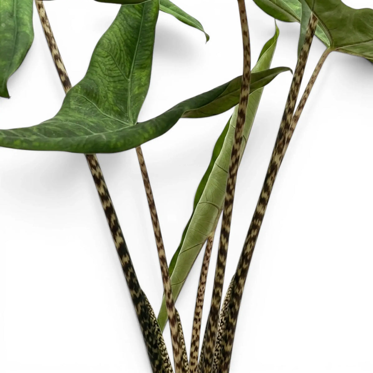 Nahaufnahme gemusterter Blattstiele und dunkelgrüner, pfeilförmiger Blätter von Alocasia zebrina Tigrina Superba vor weißem Hintergrund