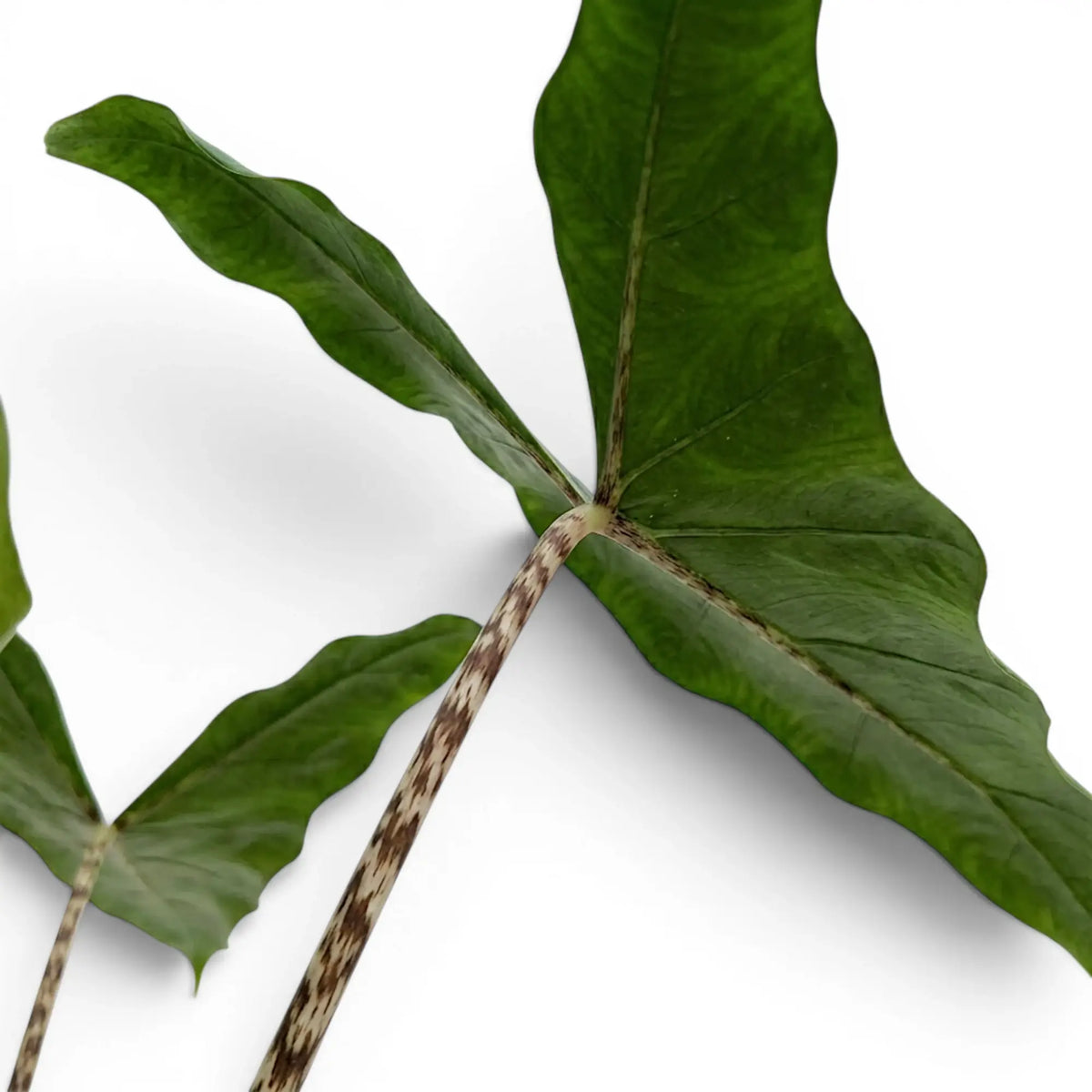 Nahaufnahme gemusterter Blattstiele und dunkelgrüner, pfeilförmiger Blätter von Alocasia zebrina Tigrina Superba vor weißem Hintergrund