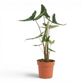 Alocasia zebrina Tigrina Superba mit gemusterten Blattstielen und pfeilförmigen grünen Blättern im Anzuchttopf vor weißem Hintergrund