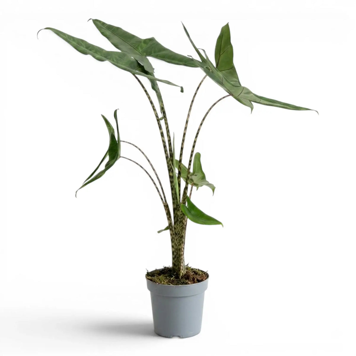 Alocasia zebrina Tigrina Superba mit gemusterten Blattstielen und pfeilförmigen grünen Blättern im Anzuchttopf vor weißem Hintergrund