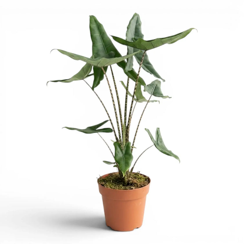Alocasia zebrina Tigrina superba plant with patterned petioles and arrow-shaped green leaves in a nursery pot on white background