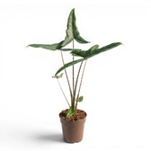 Alocasia zebrina Tigrina Superba mit gemusterten Blattstielen und pfeilförmigen grünen Blättern im Anzuchttopf vor weißem Hintergrund