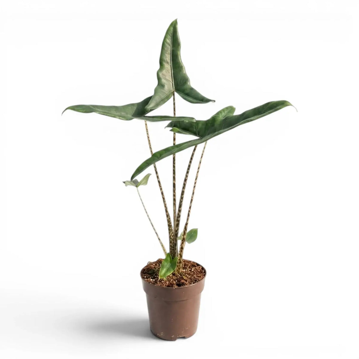 Alocasia zebrina Tigrina Superba mit gemusterten Blattstielen und pfeilförmigen grünen Blättern im Anzuchttopf vor weißem Hintergrund