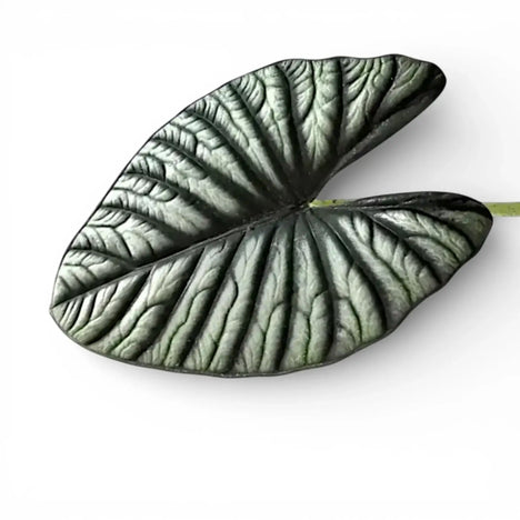 Alocasia with silvery textured leaves growing indoors