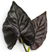 Nahaufnahme zweier Blätter von Alocasia Antoto Velvet mit fast schwarzer Färbung und fein behaarter Oberfläche vor weißem Hintergrund