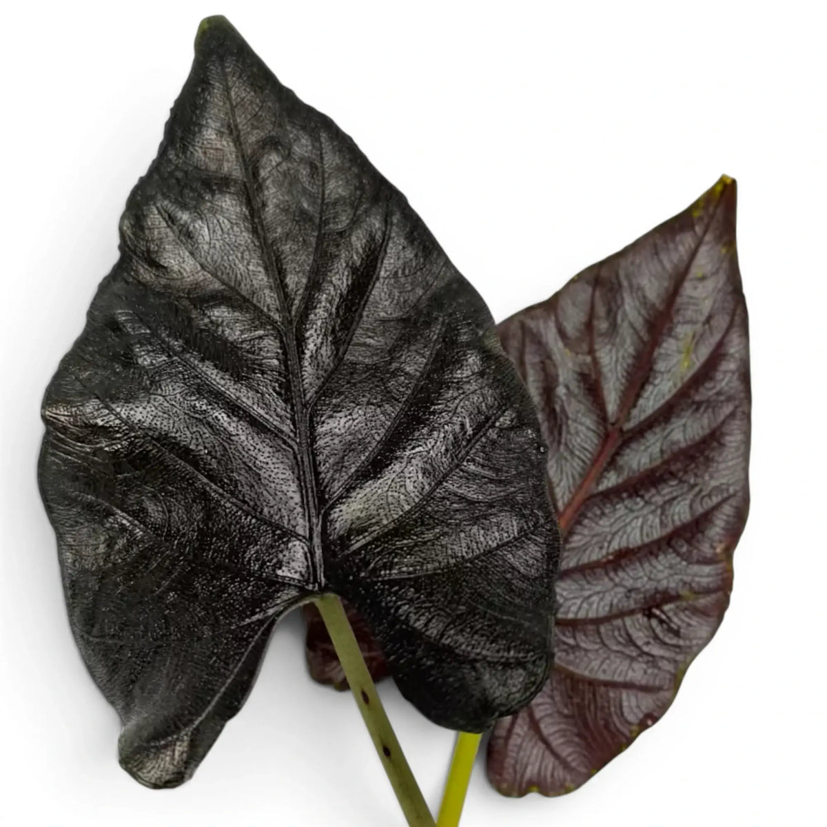 Nahaufnahme zweier Blätter von Alocasia Antoto Velvet mit fast schwarzer Färbung und fein behaarter Oberfläche vor weißem Hintergrund