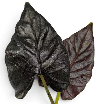 Nahaufnahme zweier Blätter von Alocasia Antoto Velvet mit fast schwarzer Färbung und fein behaarter Oberfläche vor weißem Hintergrund
