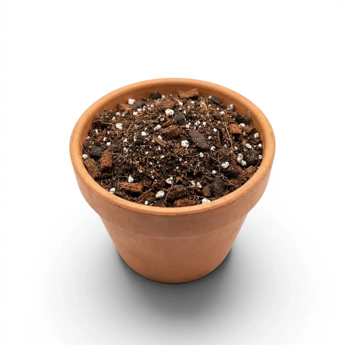 Terracotta pot filled with Alocasia potting mix on a white background