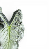 Alocasia 'Venom' als Topfpflanze im Kulturtopf vor weißem Hintergrund.