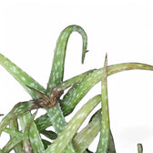 Aloe bakeri leaf close-up on white background.