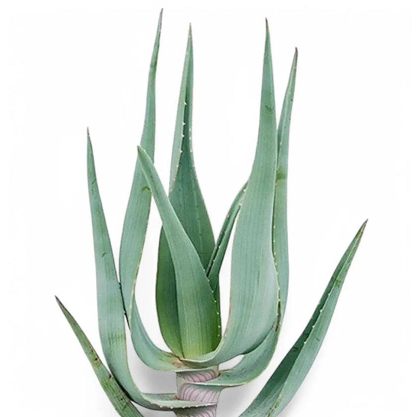 Aloe comosa – Blattdetail vor weißem Hintergrund..