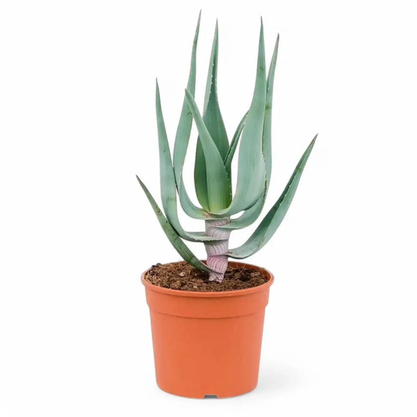 Aloe comosa Zimmerpflanze im Anzuchttopf vor weißem Hintergrund, Produktfoto 2.