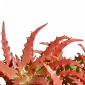 Aloe dorotheae 'Crimson' leaf detail on white background.