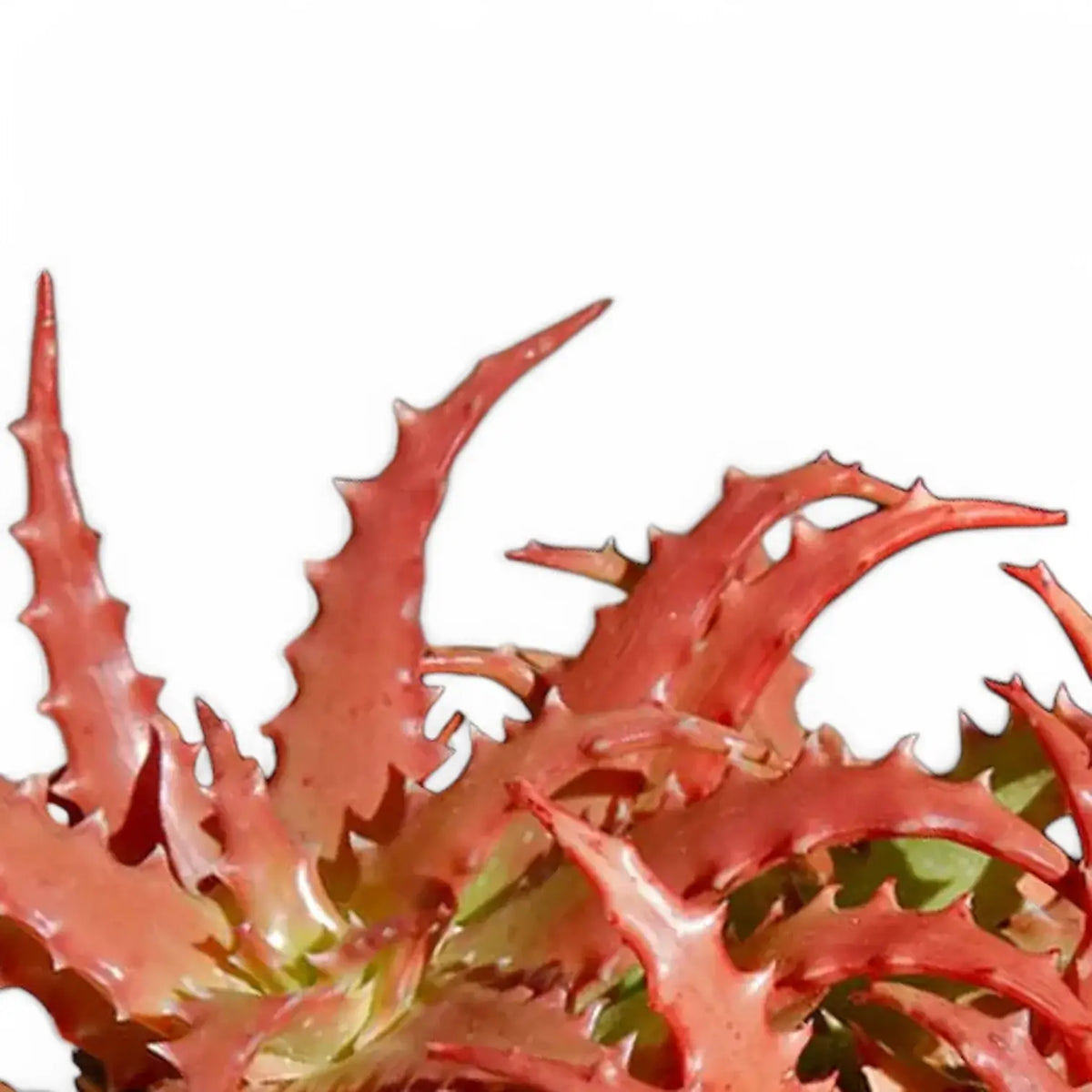 Aloe dorotheae 'Crimson' leaf detail on white background.