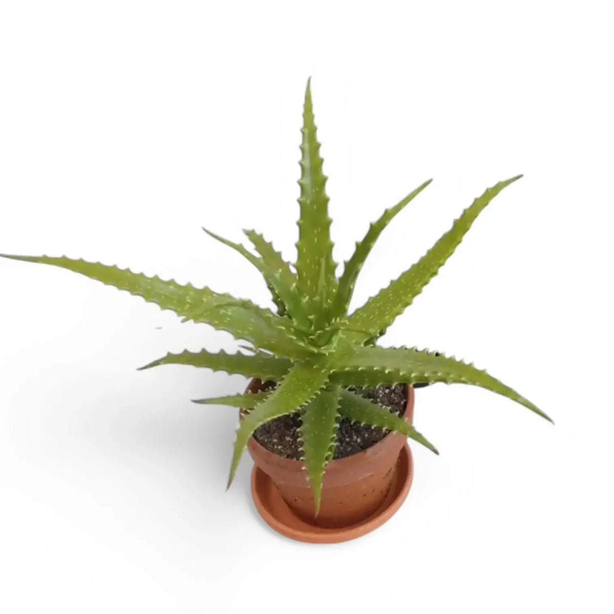 Aloe dorotheae 'Crimson' potted plant in nursery pot on white background.