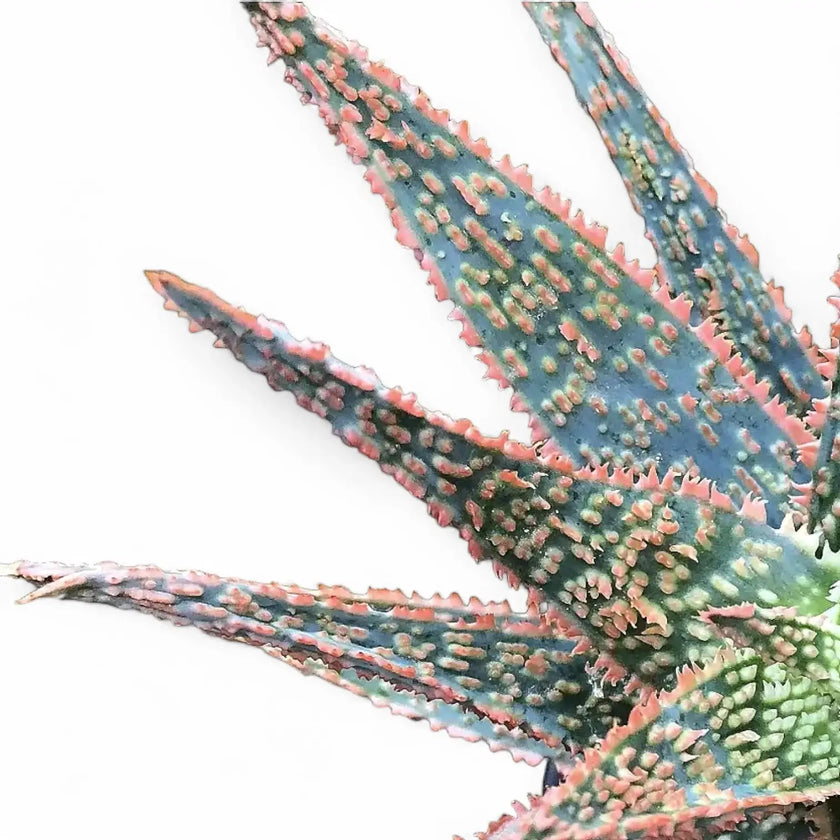 Aloe ‘DZ’ close-up of leaf on white background.