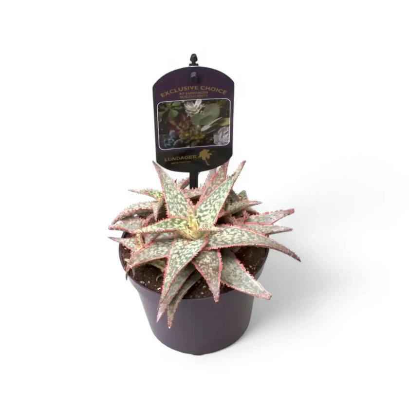 Aloe ‘DZ’ potted plant in nursery pot on white background.