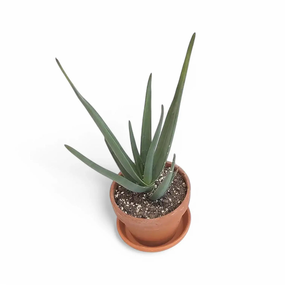 Aloe 'Hercules' Zimmerpflanze im Anzuchttopf vor weißem Hintergrund, Produktfoto 2.