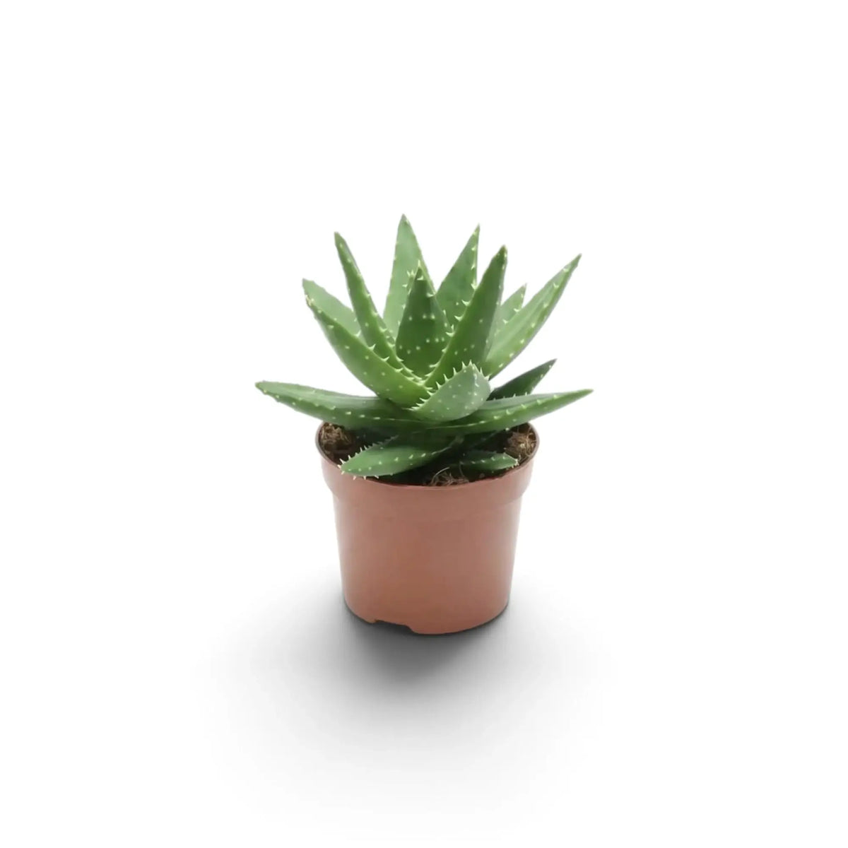 Aloe microstigma als Jungpflanze mit dreieckigen, gesprenkelten grünen Blättern in einer Rosette