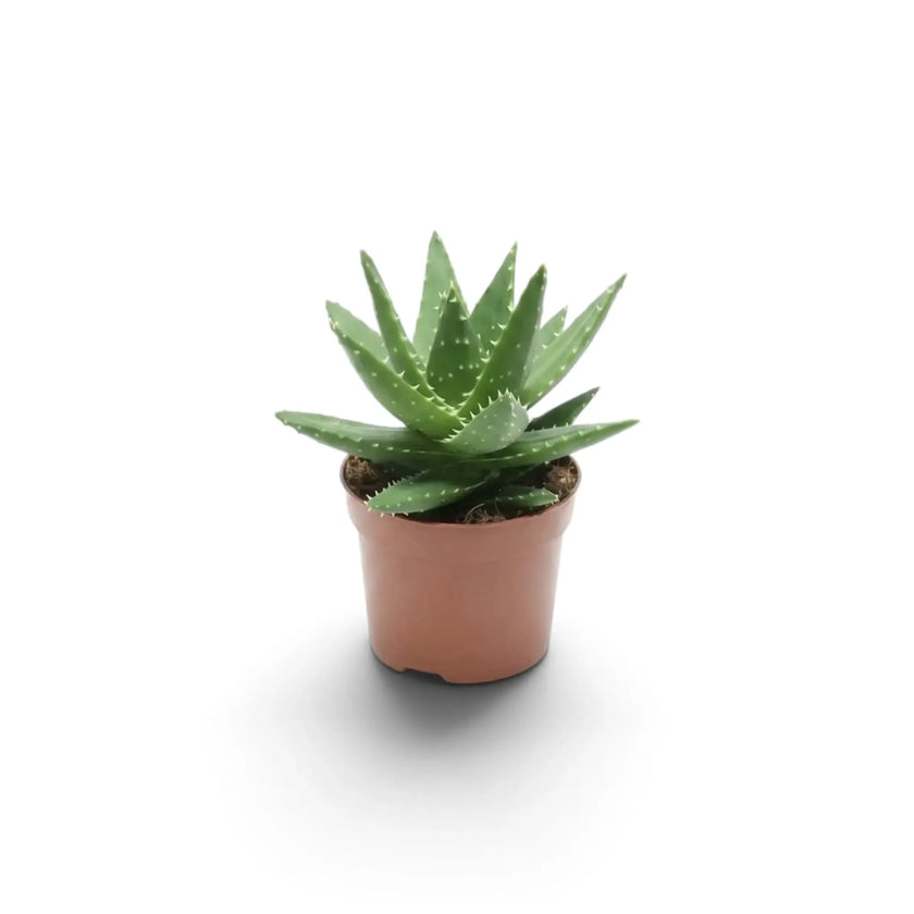 Baby Aloe microstigma with triangular, speckled green leaves arranged in a rosette