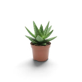 Aloe microstigma als Jungpflanze mit gefleckten blaugrünen Blättern und gezähnten Blatträndern