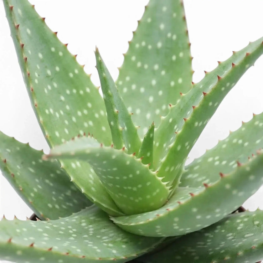 Aloe microstigma close-up showing pale spots across thick green leaves
