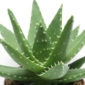 Nahaufnahme der Rosette von Aloe microstigma mit gefleckten grünen Blättern und gezähnten Blatträndern