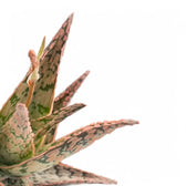 Aloe 'Pink Blush' close-up of leaf on white background.