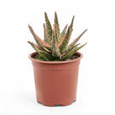 Aloe 'Pink Blush' potted plant in nursery pot on white background.