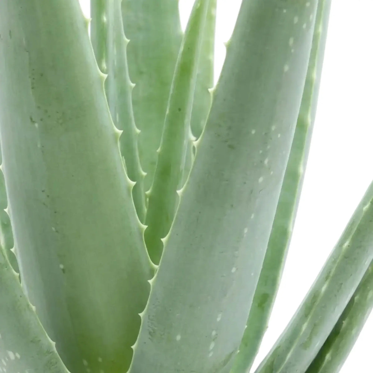 Aloe vera leaf close-up showing pale green succulent surfaces and small teeth along the edges