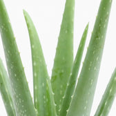 Close view of upright Aloe vera leaves with faint white speckles and serrated margins