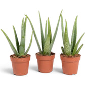 Three large Aloe vera plants in terracotta nursery pots, each with long upright succulent leaves