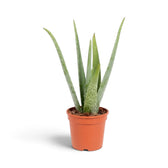 Large potted Aloe vera with narrow pointed leaves fanning outward from the centre