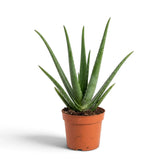 Potted Aloe vera with a full rosette of long green leaves and a spreading base