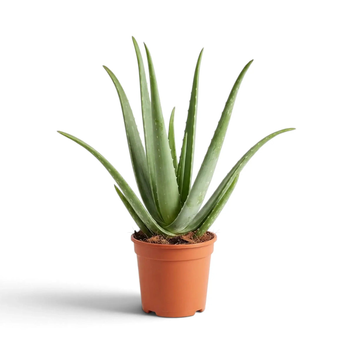Potted Aloe vera viewed from the front, showing broad fleshy leaves at the base