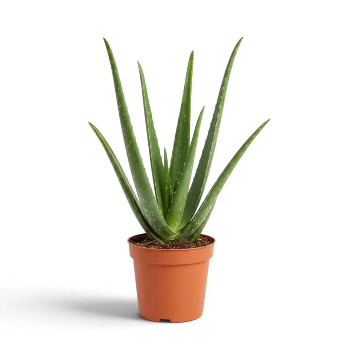 Large Aloe vera with upright central leaves and outward-arching lower leaves