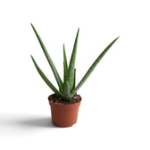 Young Aloe vera in a small brown nursery pot with widely spaced pointed leaves